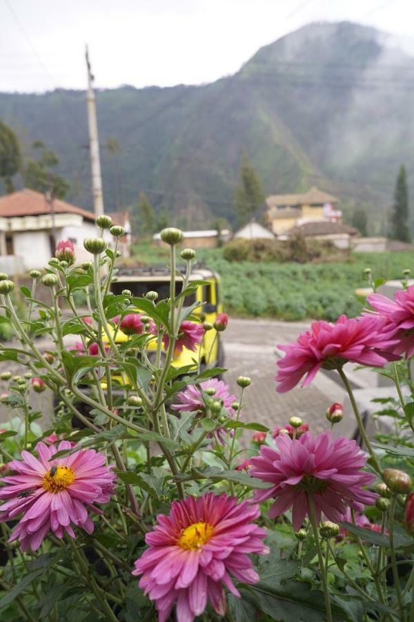 Homestay Lereng Bromo Exterior foto